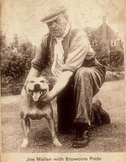 Joe Mallen - Staffordshire Bull Terrier 