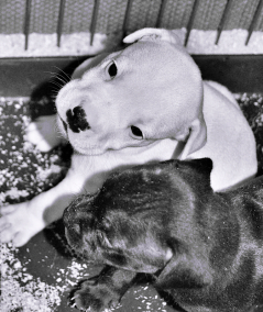 Pension Canine Familiale Toutes races - Comportementaliste Canin - École du chiot - Contactez-nous au 06 52 822 833 / theoaks@live.fr