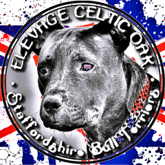 Etalon chiot élevage Staffordhire Bull Terrier staffie Knightwood Oak Celtic Oak Chiens de france club Staffordshire Bull Terrier de France FABAS http://www.stamtavler.com/dogarchive/ fila brasileiro 