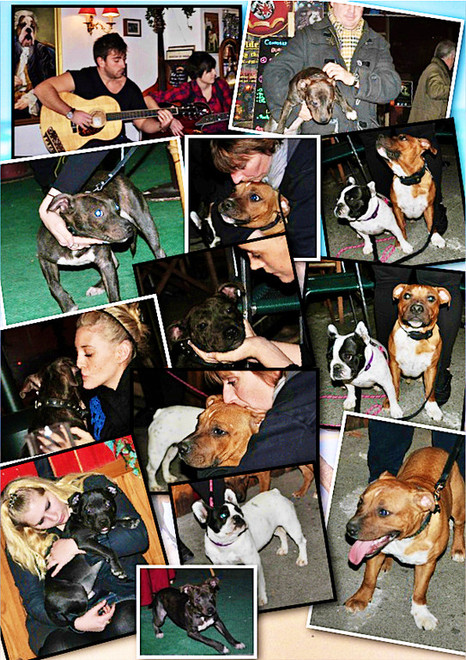 Rencontre Staffordshire Bull Terrier - Aix en Provence - Janvier 2012 - Bulldogge & Barrister