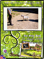 Etalon chiot élevage Staffordhire Bull Terrier staffie Knightwood Oak Celtic Oak