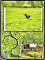 Etalon chiot élevage Staffordhire Bull Terrier staffie Knightwood Oak Celtic Oak