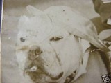 Etalon chiot élevage Staffordhire Bull Terrier staffie Knightwood Oak Celtic Oak Chiens de france