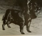 Etalon chiot élevage Staffordhire Bull Terrier staffie Knightwood Oak Celtic Oak Chiens de france