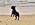 Etalon chiot élevage Staffordhire Bull Terrier staffie Knightwood Oak Celtic Oak Chiens de france club Staffordshire Bull Terrier de France FABAS
