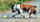 Etalon chiot élevage Staffordhire Bull Terrier staffie Knightwood Oak Celtic Oak Chiens de france club Staffordshire Bull Terrier de France FABAS