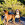 Etalon chiot élevage Staffordhire Bull Terrier staffie Knightwood Oak Celtic Oak Chiens de france club Staffordshire Bull Terrier de France FABAS http://www.stamtavler.com/dogarchive/