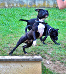 Etalon chiot élevage Staffordhire Bull Terrier staffie Knightwood Oak Celtic Oak Chiens de france club Staffordshire Bull Terrier de France FABAS http://www.stamtavler.com/dogarchive/ dessin energetiq 