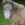 Etalon chiot élevage Staffordhire Bull Terrier staffie Knightwood Oak Celtic Oak Chiens de france club Staffordshire Bull Terrier de France FABAS http://www.stamtavler.com/dogarchive/ fila brasileiro cane corso