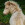 Etalon chiot élevage Staffordhire Bull Terrier staffie Knightwood Oak Celtic Oak Chiens de france club Staffordshire Bull Terrier de France FABAS http://www.stamtavler.com/dogarchive/ fila brasileiro cane corso
