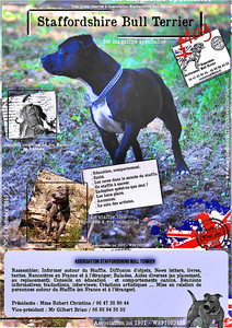 Etalon chiot élevage Staffordhire Bull Terrier staffie Knightwood Oak Celtic Oak Chiens de france 