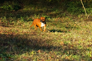 Etalon chiot élevage Staffordhire Bull Terrier staffie Knightwood Oak Celtic Oak Chiens de france club Staffordshire Bull Terrier de France FABAS Pedigree data base fila brasileiro cane corso