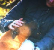 Etalon chiot élevage Staffordhire Bull Terrier staffie Knightwood Oak Celtic Oak Chiens de france club Staffordshire Bull Terrier de France FABAS Pedigree data base fila brasileiro cane corso