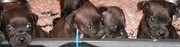 chiots staffie Staffordshire Bull Terrier 