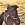 Etalon Staffordhire Bull Terrier 