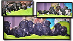 Etalon chiot élevage Staffordhire Bull Terrier Knightwood Oak Celtic Oak