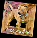 Etalon chiot élevage Staffordhire Bull Terrier Knightwood Oak Celtic Oak